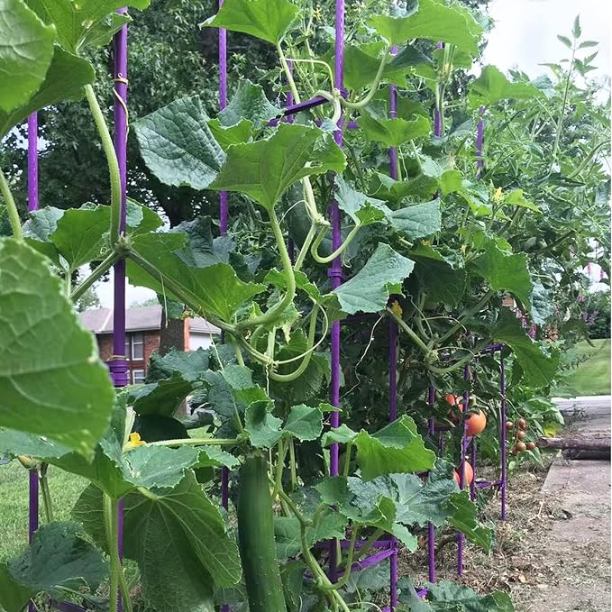 NO Splicing - 5ft Tall Tomato Cage 6-Pack Large Tomato Stakes Garden Plant Stakes Climbing Suports, 40 Clips and Plant Ties Include, Purple