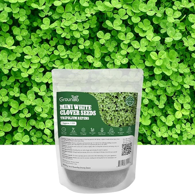 Groundio Mini White Clover Seeds, 1LB | 4-6 Inch Tall Perennial Dwarf Dutch Clover, Trifolium Repens, Low-Maintenance Ground Cover, Nitro Coated and Inoculated