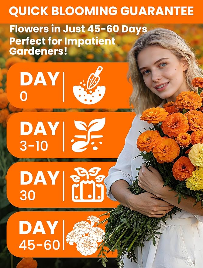 French Marigold Seeds - Heirloom Petite Tri-Color Mix - Vibrant Yellow/Orange Blooms - 5000+ Seeds for Outdoor Planting (Borders/Beds/Containers) - Quick Blooming, Companion Plant, Easy Grow