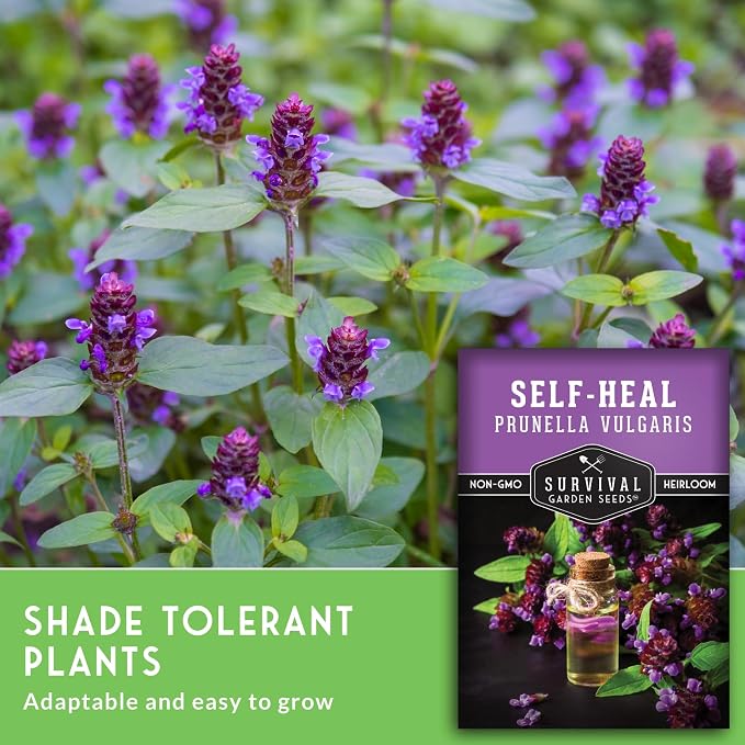 Self-Heal Seeds for Planting - Prunella Vulgaris (All-Heal, Selfheal) Hardy Perennial Ground Cover & Pollinator Wildflower, Non-GMO Heirloom Herb - Survival Garden Seeds (1 Pack)