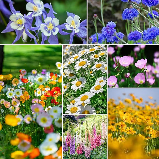 Groundio 23 Varieties Partial Shade Wildflower Seeds, Mixed Annual and Perennial Flower Seeds for Garden, Yard, Container Planting, 1 Ounce