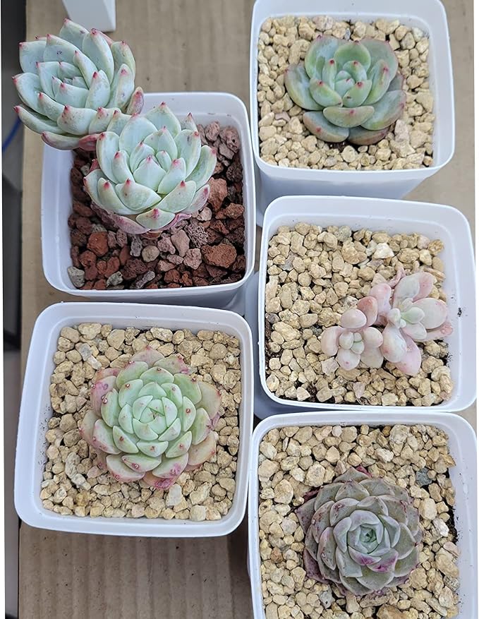 7lb Maifanitum Stones for Succulent Cactus Bonsai Decorative Rocks-Indoor Plants Soil Covers,Horticultural Gravel, Potting Pebbles for Terrarium, Fairy Gardening, Top Dressing