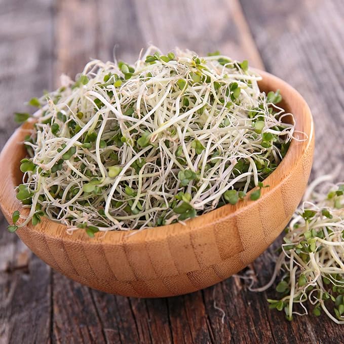 Handy Pantry Organic Broccoli Sprouting Seeds 2.5 Pound Resealable Bag | Bulk Non-GMO Broccoli Sprouts Seeds, Contain Sulforaphane