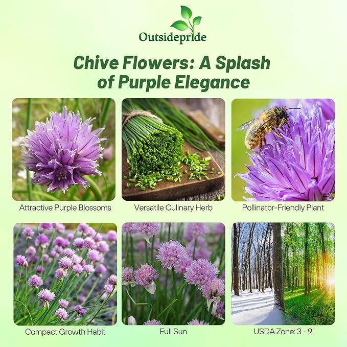 Outsidepride 1 oz. Perennial Chives Herb Garden Seeds for Microgreens, Sprouts, & Cooking