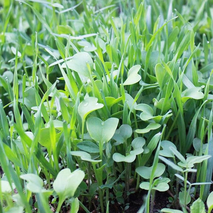 Mountain Valley Seed Co No-Till Farm and Garden Cover Crop Mix Seeds | 25 Lbs Bulk - Blend of Gardening Cover Crop Seeds: Hairy Vetch, Daikon Radish, Forage Collards, Triticale, More