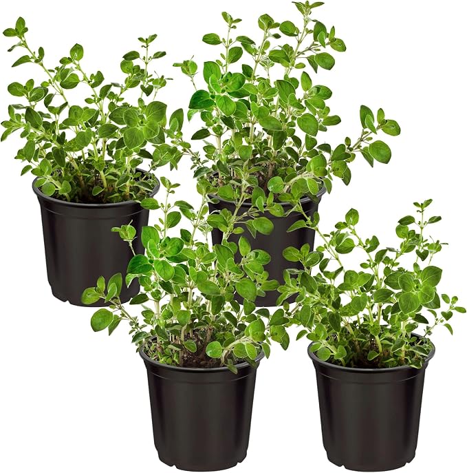 Live Herb - Oregano (4 Per Pack), Aromatic and Health Enhancer, Naturally Rich in Antioxidants, 8" Tall by 4" Wide in 1 Pint Pot