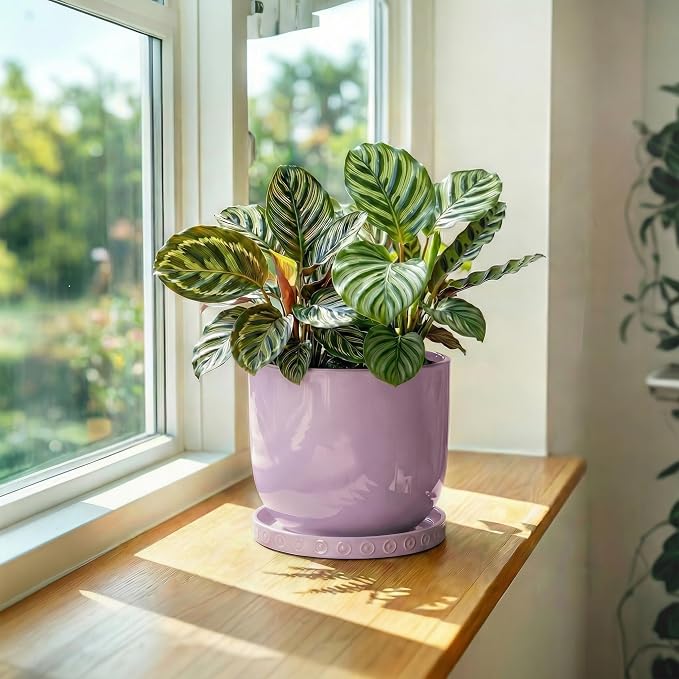 Eightpot 5.6 Inch Flower Pot Saucers, Plant Trays for Pots for Indoor Outdoors, Round Ceramic Plant Saucer, Modern Plants Plates to Catch Water, Decorative Plants Dishes to Catch Water, Purple