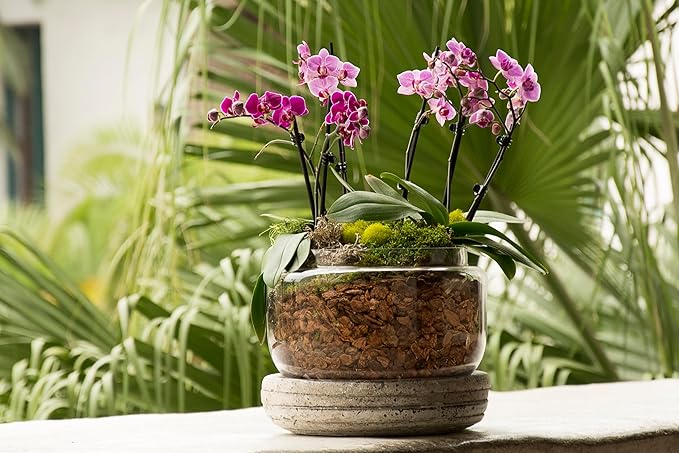 SuperMoss (90509) Orchid Potting Kit, Complete Orchid Care Set with Preserved Moss, Orchid Bark, Floral Clips and Stakes, 200 Cu. in., Reindeer Moss, Chartreuse