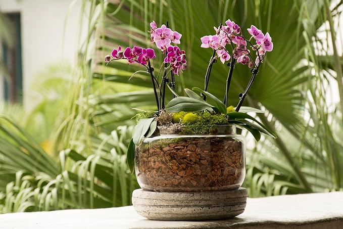 SuperMoss (90451) Orchid Potting Kit, Complete Orchid Care Set with Preserved Moss, Orchid Bark, Floral Clips and Stakes, 200 Cu. in., Spanish Moss, Green