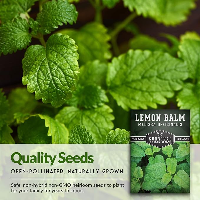Lemon Balm Seeds for Planting - Melissa Officinalis Herb for Tea and Pollinator Gardens - Soothing Aromatic Perennial Grown Indoors or Outdoors - Heirloom, Non-GMO - Survival Garden Seeds (1 Pack)
