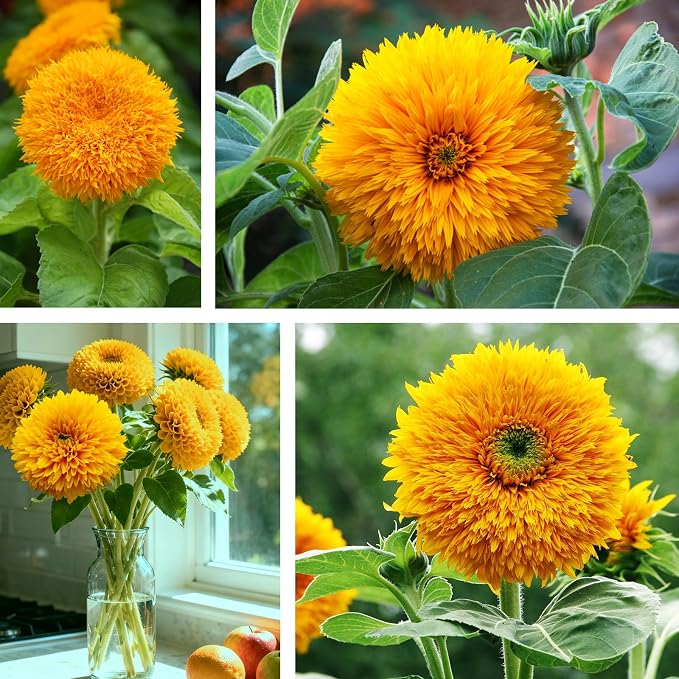 800+ Giant Teddy Bear Sunflower Seeds – Fluffy Double Yellow Petals – Extra Large Blooms, Open Pollinated, Easy to Grow for Outdoor Garden (Teddy Bear Sunflower)