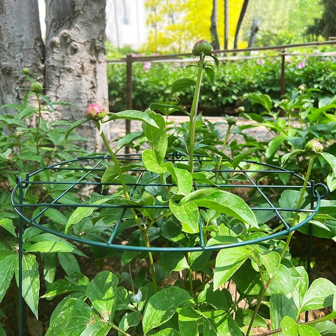 6 Pack Peony Cages and Supports 16 x 24 Inch Grow Through Plant Support Peony Support Ring for Outdoor Plants
