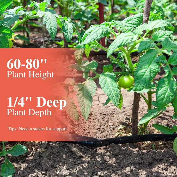 Groundio Beefsteak Tomato Seeds Non-GMO Heirloom Seeds, High Germination Indeterminate for Planting, Large Meaty Slicing Fruits, High Yield Summer Garden (Solanum lycopersicum)