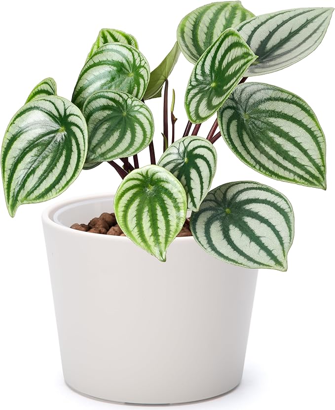 Phoenix Vine 6.6 Inch Oatmeal Plastic Cachepot with Clear Nursery Pot, Decorative Lightweight Planter Cover with Transparent Inner Pot for Indoor Houseplants, Pack of 1, 24-C-G-1