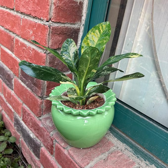 2pcs African Violet Planter Pot - 6.5inch Self Watering Green Ceramic Pot with Creamic Reservoir