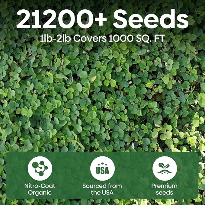 Groundio Mini White Clover Seeds, 1LB | 4-6 Inch Tall Perennial Dwarf Dutch Clover, Trifolium Repens, Low-Maintenance Ground Cover, Nitro Coated and Inoculated