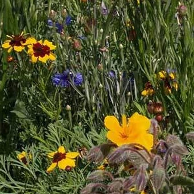 Mountain Valley Seed Co Southeastern Wildflower Seed 5 Lb 3.2 Million Seeds | Native Wildflower Seed Mix for Southeast USA – Annual & Perennial Pollinator Flower Seed for Garden, Meadow & Landscaping