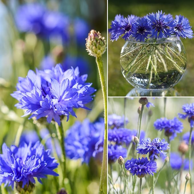 Groundio Bachelor Button Seeds Tall Blue, 6000+ Non-GMO Heirloom Cornflower Seeds, Friendly Flower Seeds Easy to Grow, Perfect for Wildflower & Pollinator Gardens (Centaurea cyanus)