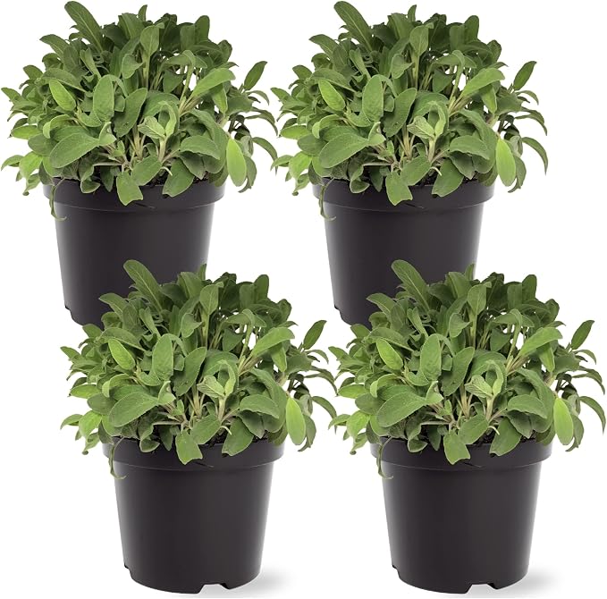 Live Herb - Sage (4 Per Pack), Aromatic and Health Enhancer, Supports Memory and Brain Health, 8" Tall by 4" Wide in 1 Pint Pot