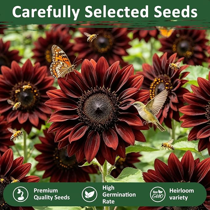 600+ Sunflower Seeds for Planting – Chocolate Cherry Sunflower Seeds, Deep Red Blooms Ornamental Variety, Open Pollinated, Easy to Grow Flower Seeds for Garden, Outdoor Planting & Landscaping 0.7 Oz