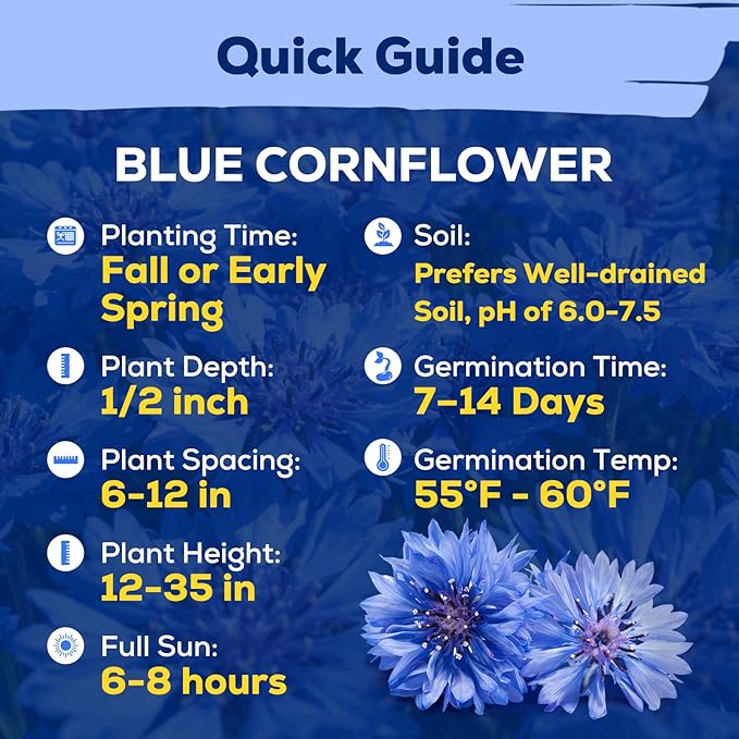 6000+ Cornflower Seeds Perennial for Planting – Blue Bachelor Button Seeds, Pollinator Friendly Flower Seeds for Outdoor Garden, Attract Bees & Butterflies
