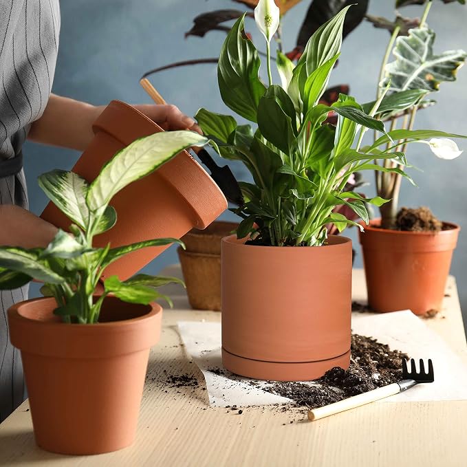 D'vine Dev Small 6 Inch Terracotta Plant Pot with Drainage Hole and Saucer, Round Cylinder Planter Pot for Indoor Plants, 40-X-A-3