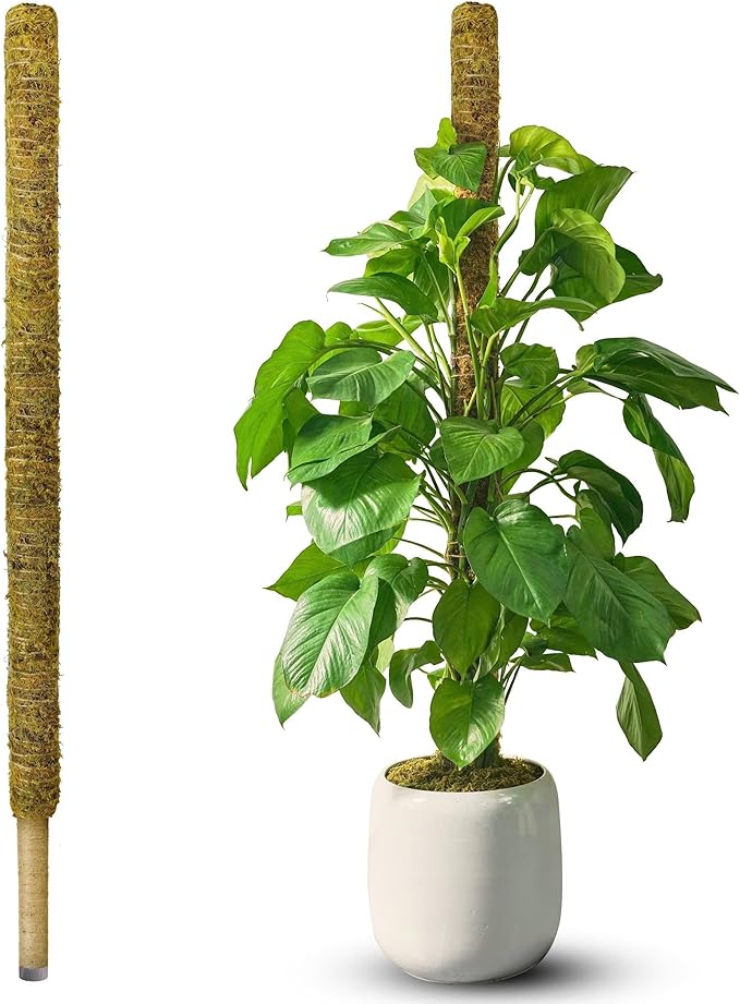 DUSPRO 59 Inches Natural Large Moss Pole for Big Plants, Monstera Plant Support, Plant Stakes for Indoor Plants, Plant Pole for Big Climbing Plants Indoor (1pc., 59'')