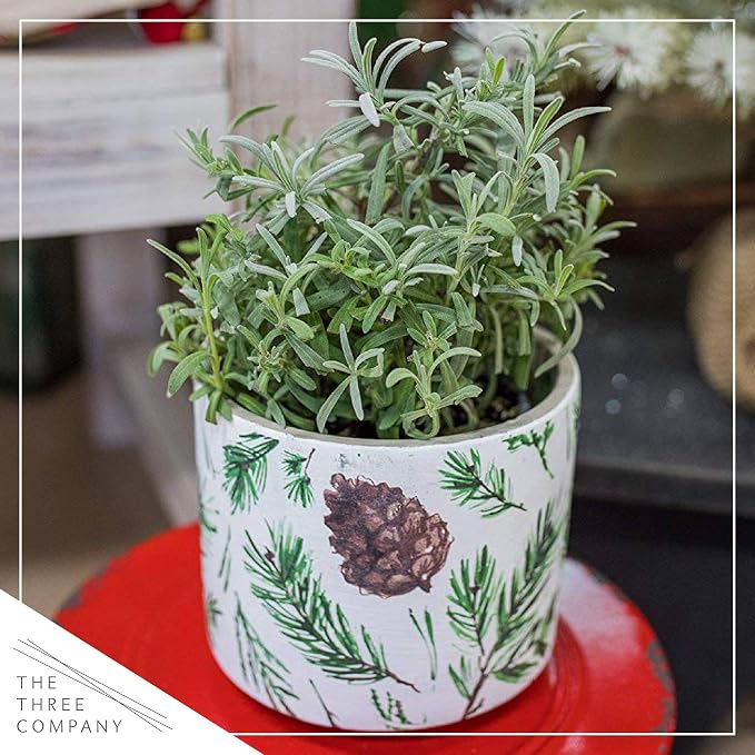 Live Herb - Lavender (4 Per Pack), Aromatic and Health Enhancer, Natural Sleep and Stress Relief, 6" Tall by 4" Wide in 1 Pint Pot