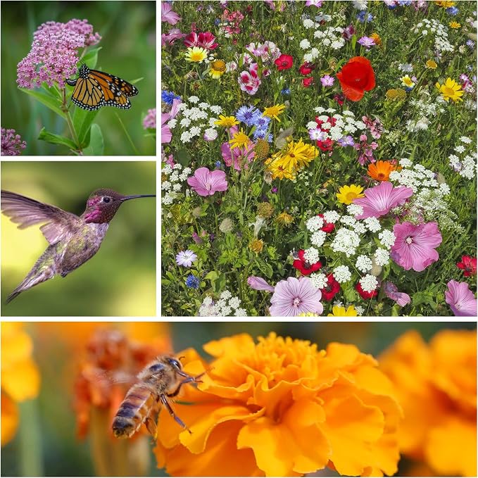 Mountain Valley Seed Co Wildflower Seeds Collection - 500,000+ Bulk Seeds | 6 Wildflower Mixes Including Hummingbird, Butterfly, Monarch, Bee, Shaded Woodland, Rocky Mountain, and Dryland Pollinators