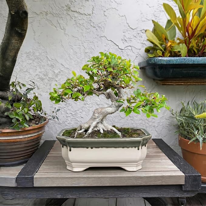 Ceramic Bonsai Pots - 11.6 Inch Succulent Planters for Indoor Outdoor Plants, Bonsai Tree Pots with Drainage Hole, Large Shallow Planter, Patio Decor, Women Men Gifts, Rectangular Beige-Grey