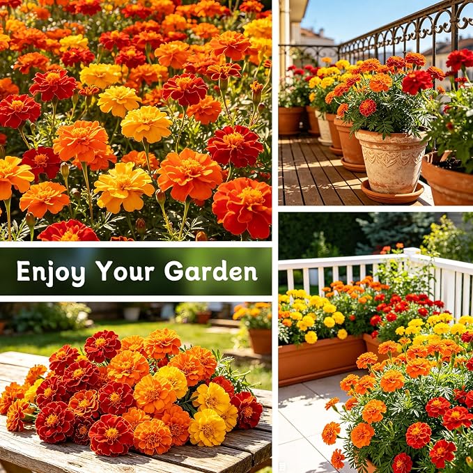 LUOJIBIE Marigold Seeds, 12,000+ Marigold Seeds for Planting Outdoor & Indoor, Flower Seeds Bulk for Gardening and Home, Non-GMO Heirloom, Easy to Grow