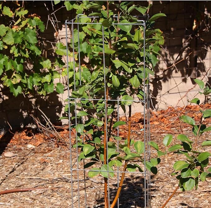 2 Pack 12x39 Inch Galvanized Folding Square Tomato Cages | Galvanized Tall Plant Support, Metal Trellis, Peony Cage, Peony Support