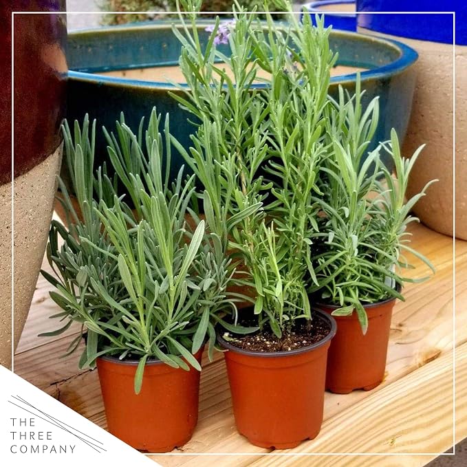 Live Herb - Lavender (4 Per Pack), Aromatic and Health Enhancer, Natural Sleep and Stress Relief, 6" Tall by 4" Wide in 1 Pint Pot