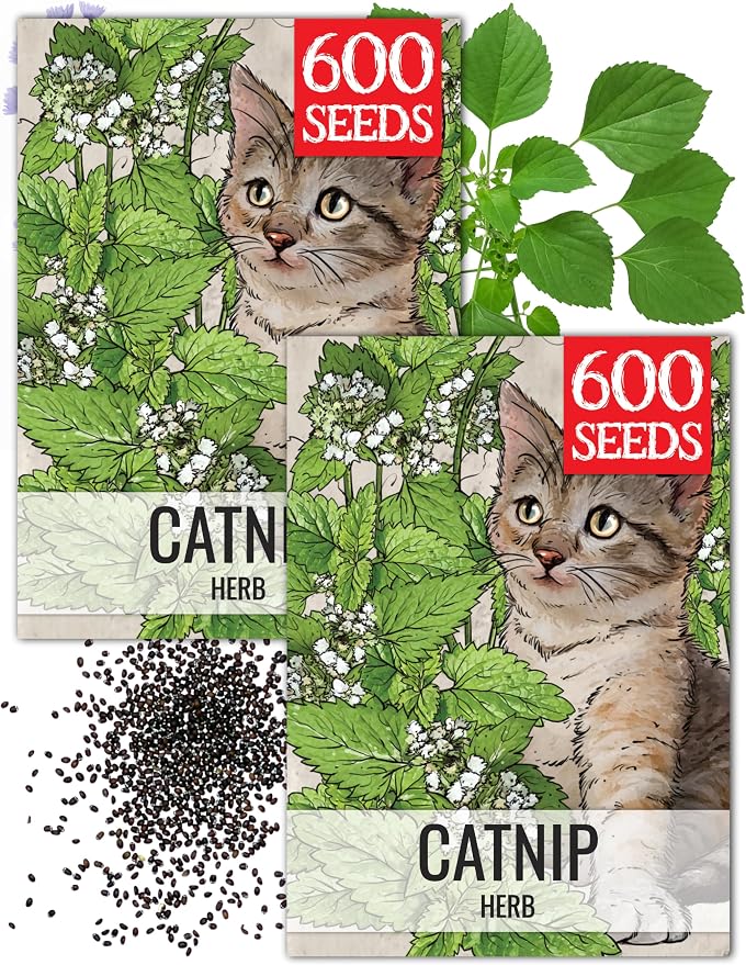 Seed Needs Catnip Seeds to Plant Heirloom Non-GMO Herbs for Cats 2 Packs