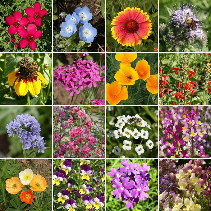 Ferry Morse Wildflower Seeds - Cool Season Mix, Non-GMO, Full Sun - 1 lb