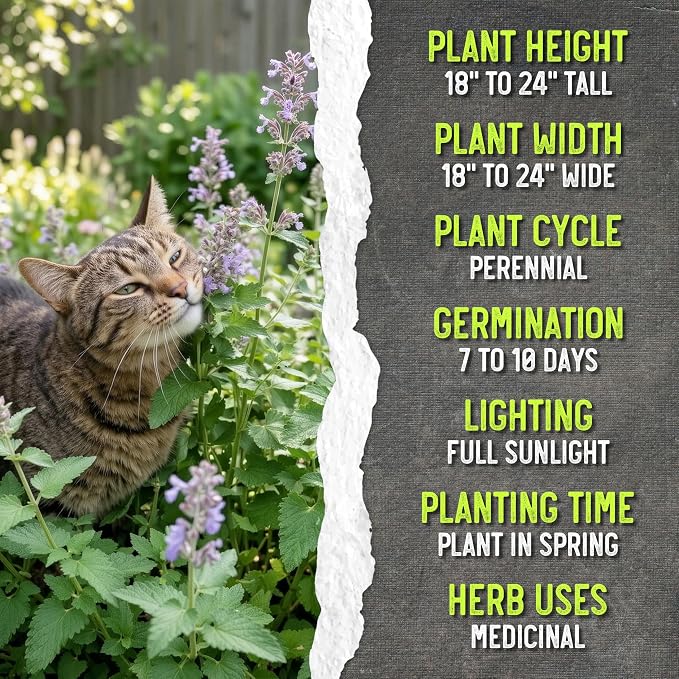 Seed Needs Catnip Seeds to Plant Heirloom Non-GMO Herbs for Cats 5 Packs
