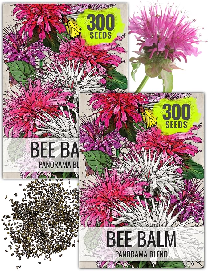 Seed Needs Bee Balm Seeds to Plant Panorama Mix Perennial Flowers 2 Packs