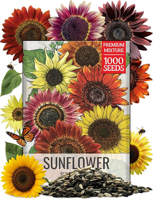 Seed Needs Sunflower Seeds to Plant Sunset Blend 1000 Seeds Bulk Pack