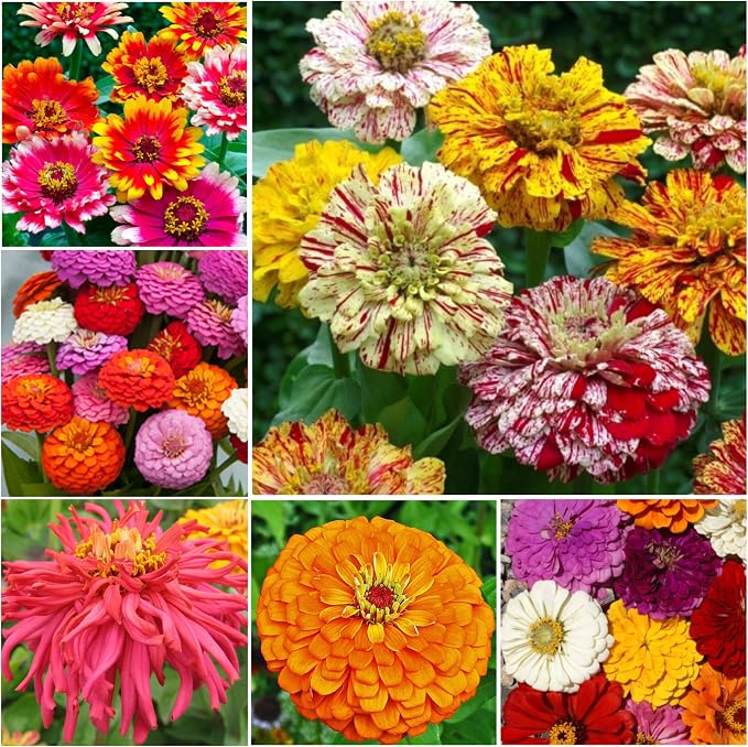 Seed Needs Zinnia Seeds Original Crazy Blend 5,000 Seeds Heirloom Bulk Pack