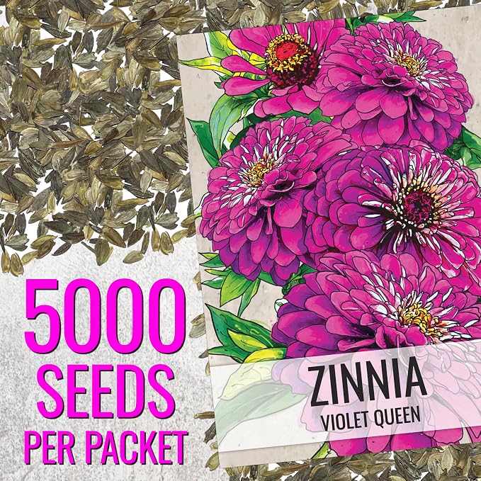 Seed Needs Zinnia Seeds Violet Queen Fast Blooming 5,000 Seeds Bulk Pack