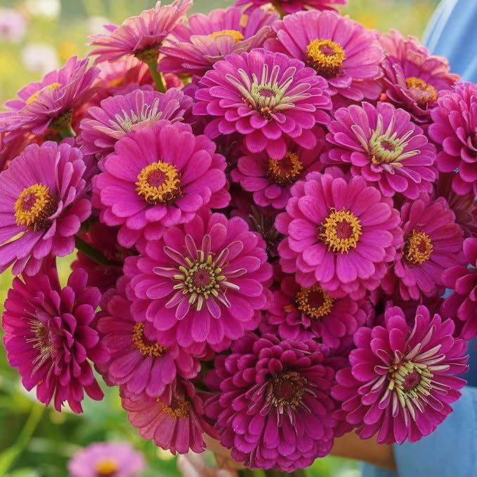 Seed Needs Zinnia Seeds Purple Prince Fast Blooming 5,000 Seeds Bulk Pack