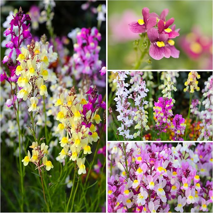 Seed Needs Fairy Bouquet Baby Snapdragon Seeds to Plant Flowers 2 Packs