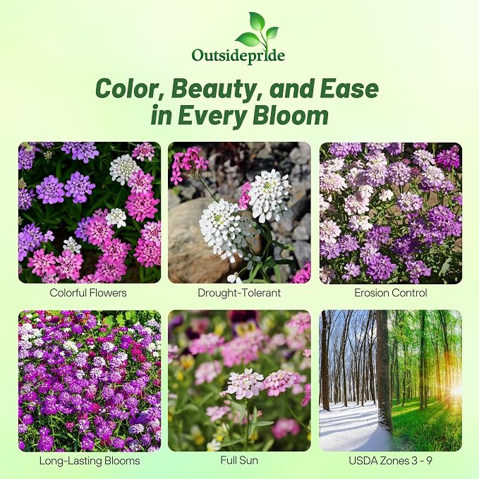 Outsidepride Wild Flower Candytuft Seeds - 1/4 lb. Annual Flower Seeds for Planting with Attractive Flowers, Easy to Grow & Drought Tolerant for Garden Ground Cover, Borders, & Edging