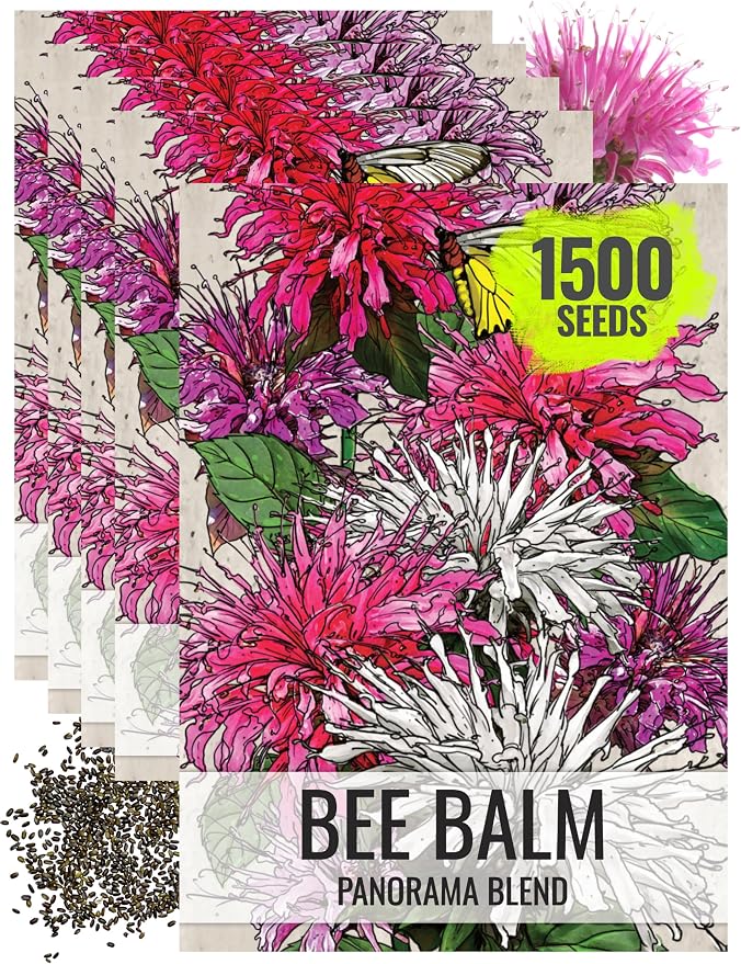 Seed Needs Bee Balm Seeds to Plant Panorama Mix Perennial Flowers 5 Packs