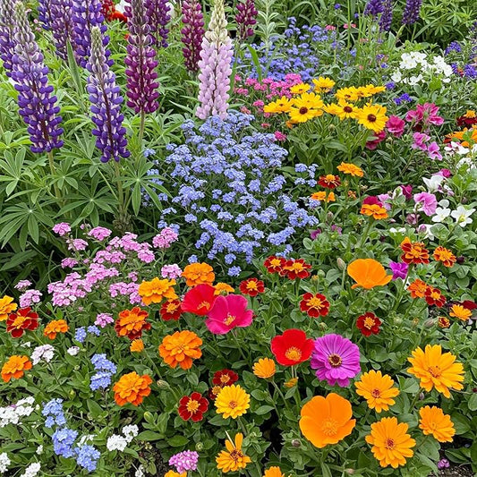 Ferry Morse Flower Seeds - Colorscape Wildflower Mix, Non-GMO, Cut Flower Mix, Full Sun - 1 lb