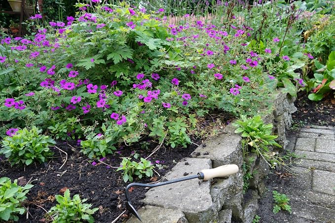 Onion Hoe Garden Tool – Heirloom-Quality Weeder & Chopping Hoe with Boron Steel Blade and Ash Wood Handle – 14" Long – Ideal for Flower Beds & Vegetable Gardens