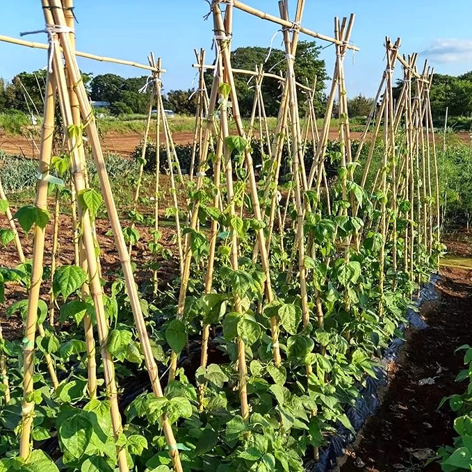 COLOtime Bamboo Stakes 6FT Garden Stakes Plant Stakes for Outdoor Climbing Plants Poles Support Mini Tree Vines Pole Beans Cucumber 20 Pack