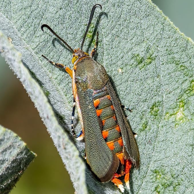 VivaTrap VT-100 Squash Vine Borer Moth Trap & Lure (2 Pack, 8 Week)