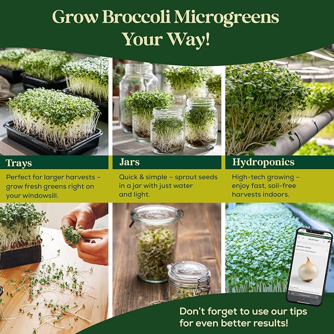 Seedphony Broccoli Sprouting & Microgreens Seeds - 130,000 Non-GMO Heirloom Seed, 1lb Resealable Bag - High-Germination Broccoli Seeds for Sprouting in Jars, Soil, Hydroponics & Microgreen Trays