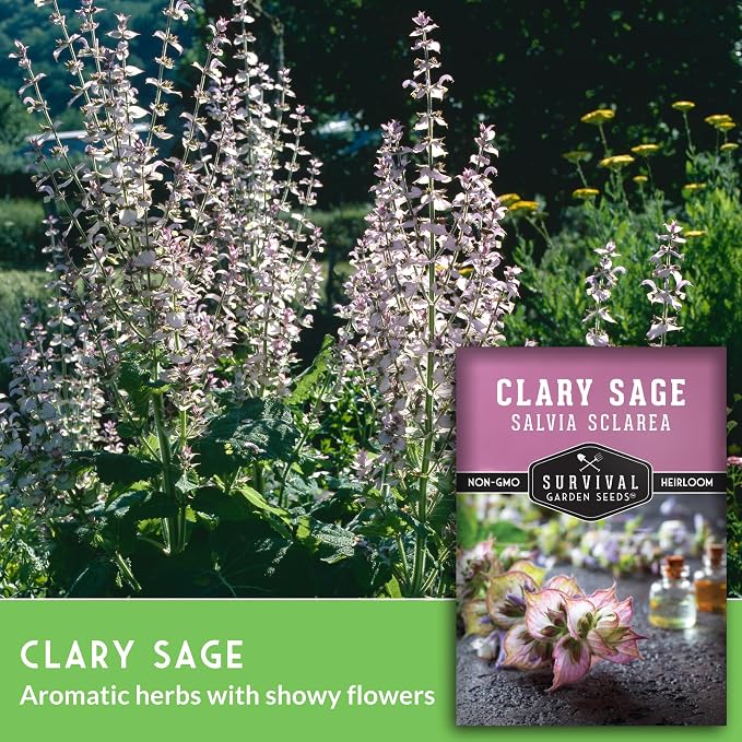 Clary Sage Seeds for Planting - Medicinal Herb for Aromatherapy & Pollinators, Fragrant Perennial Salvia Sclarea for Healing Gardens, Non-GMO Heirloom - Survival Garden Seeds (5 Packs)